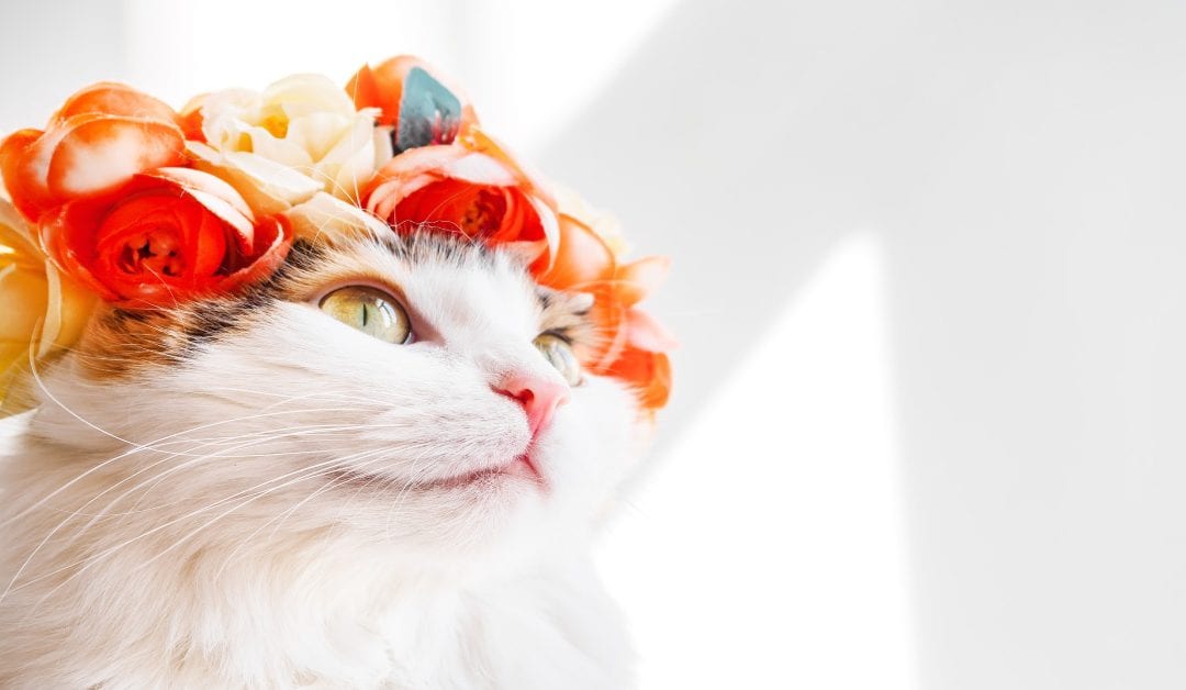 Cats Really Do Respond to Their Names, Say Scientists