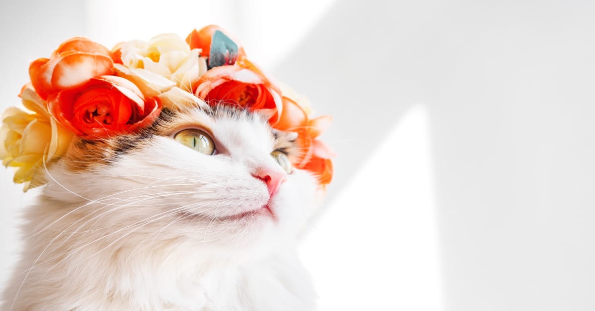 Cats Really Do Respond to Their Names, Say Scientists