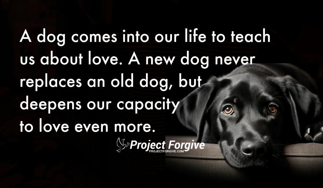 Embracing Aging: An Ode to the Unconditional Love of Dogs